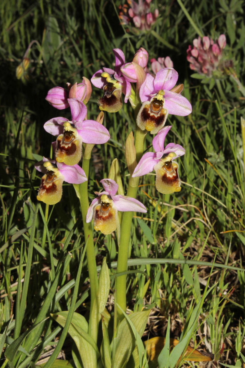 Orchidee dal promontorio del Gargano